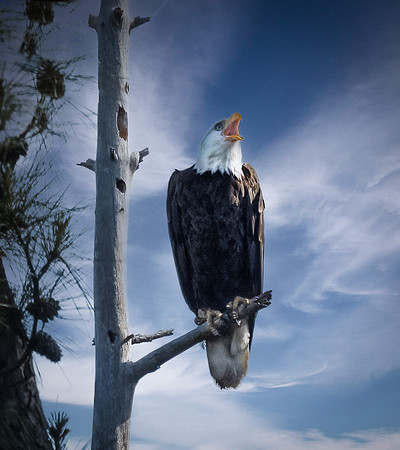 American Bald Eagle