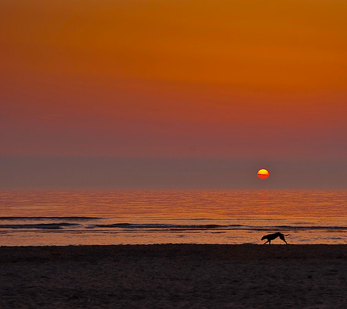 Greyhound on the Beach