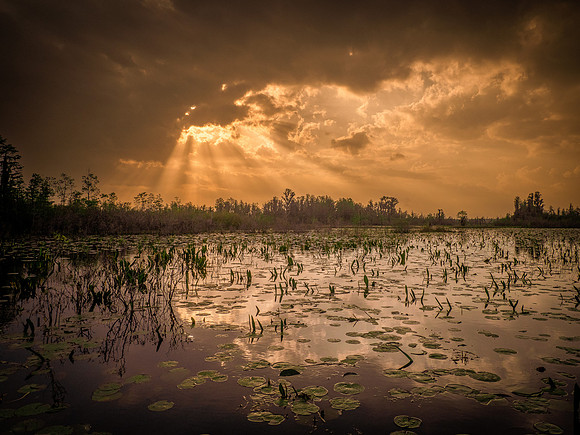 Okeefenokee Sunrise