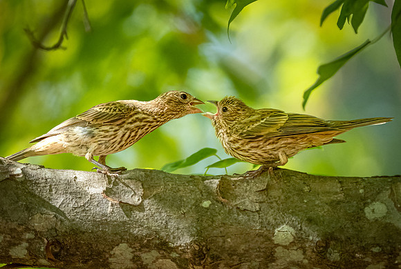 House Finches