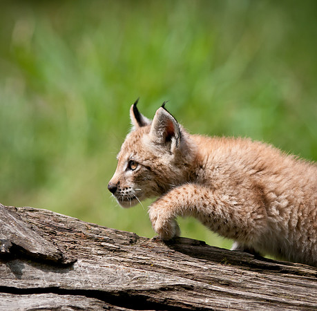 Lynx Kit