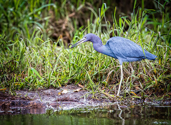 Blue Heron