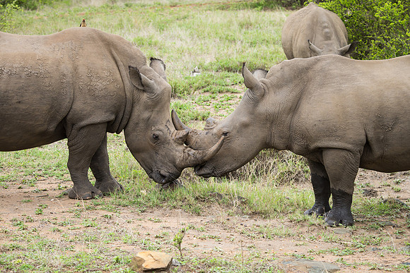 Rhinos sparring