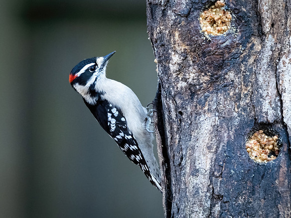Downy Woodpecker