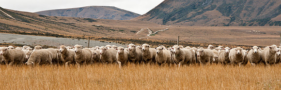 Flock Hil Sheep Station, New Zealand