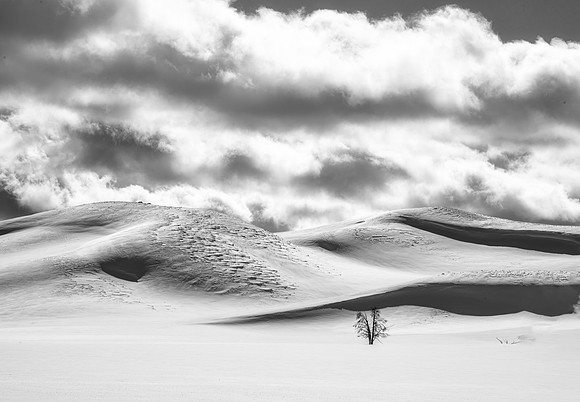 Split Tree in black & white