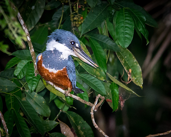 Kingfisher