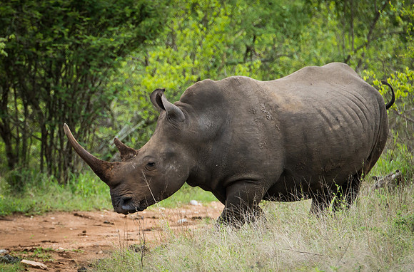 Rhino