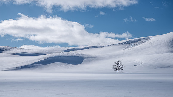 Split Tree in Yellowstone