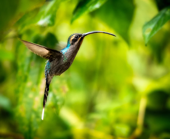 Hummer