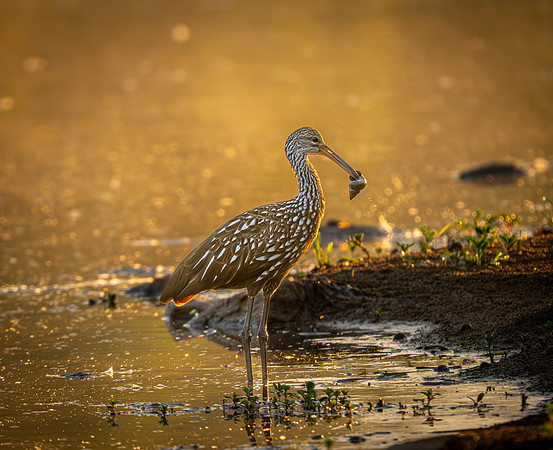 Limpkin at Lake Shamrock