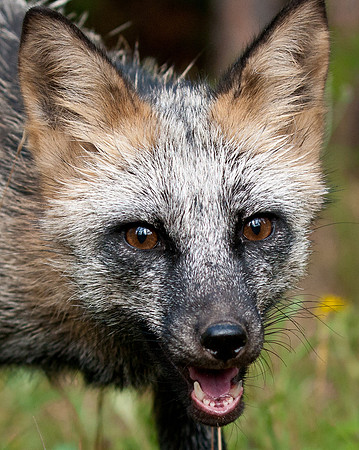 Red Fox
