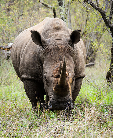 Rhino