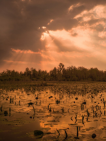 Okeefenokee Swamp Sunrise