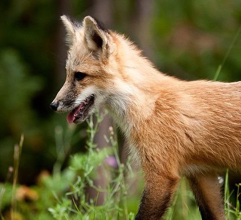 Red Fox Kit