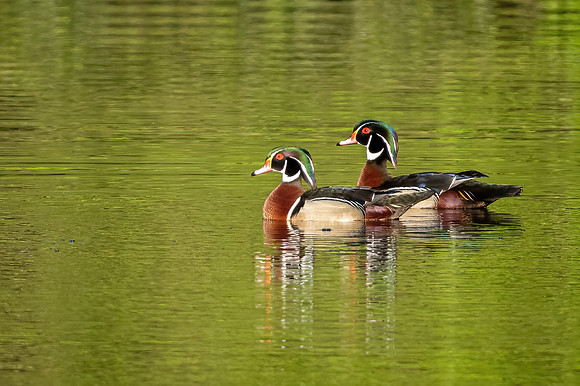 Wood Ducks