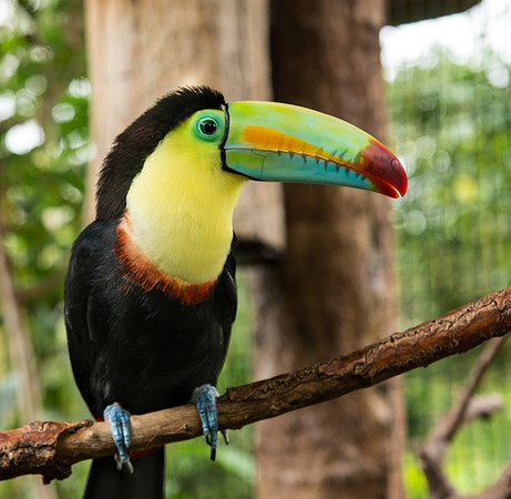 Keel-Billed Toucan