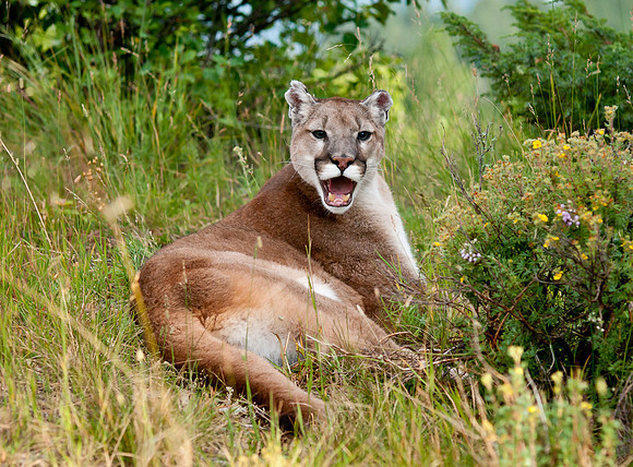 Mountain Lion