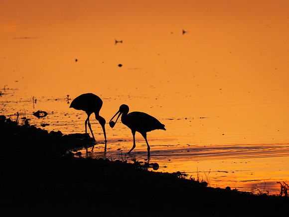 L:impkins in Silhouette
