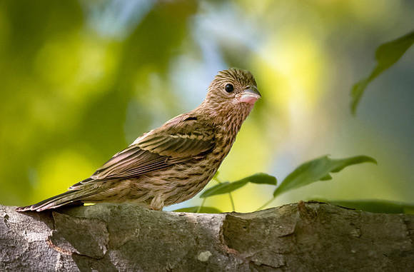 House Finch