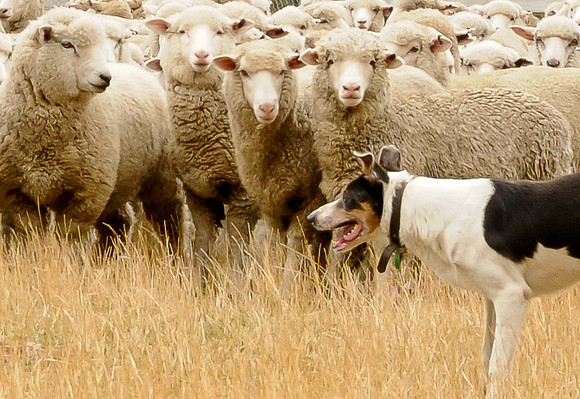 New Zealand Sheep and Sheep Dog