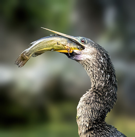 Anhinga with Catch