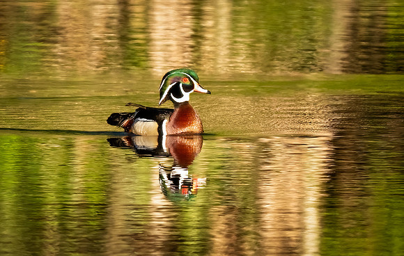 Wood Duck
