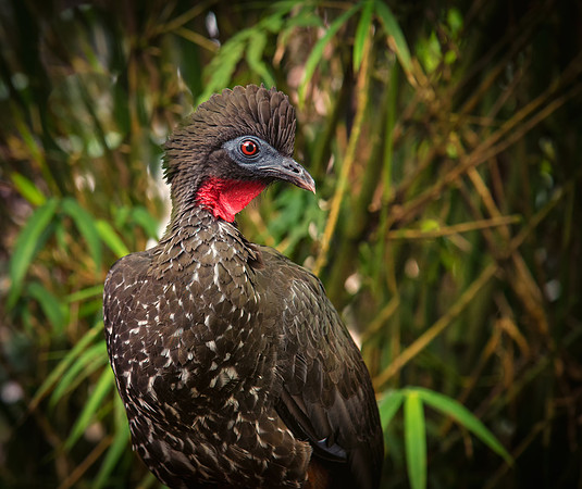 Crested Guan