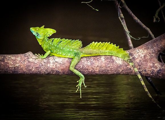 Jesus Lizard
